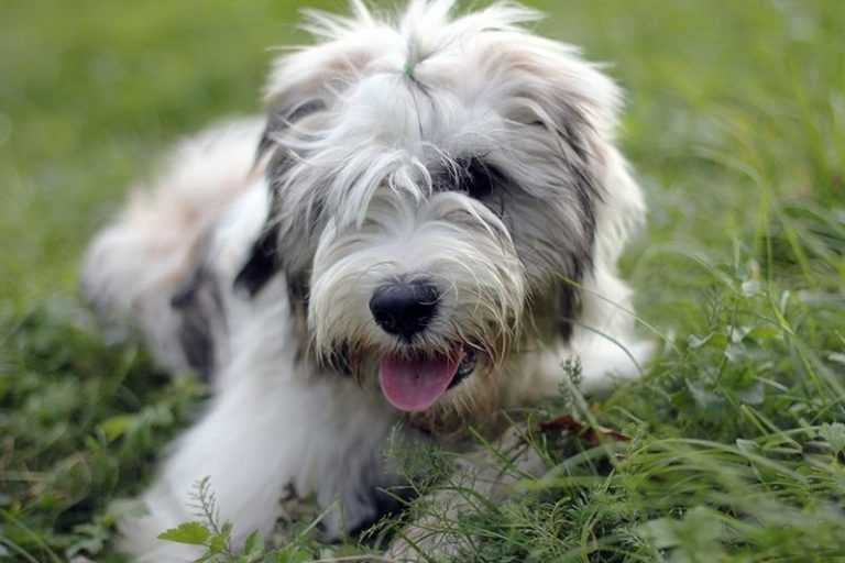 Тибетский терьер собака. описание, особенности, виды, цена и уход за породой