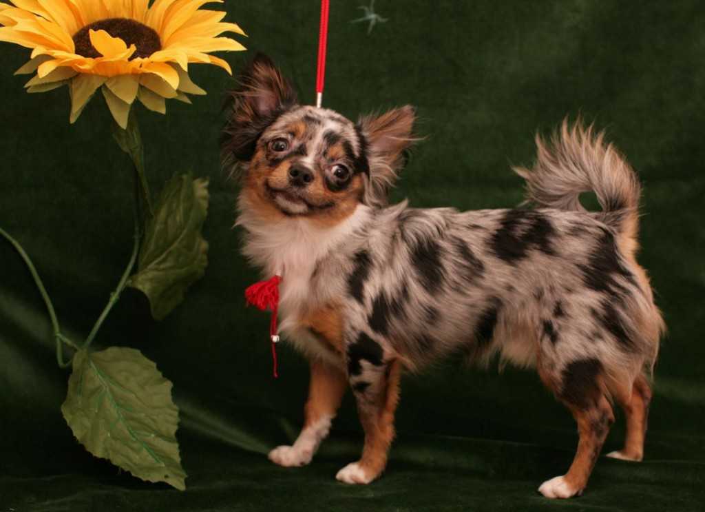 Чихуахуа: фото взрослых собак породы, как выглядят на фотографии рыжий, коричневый, мерле и черно-белый питомец