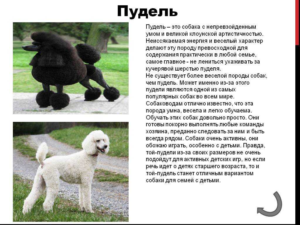 Карликовый пудель собака. описание, особенности, уход и цена карликового пуделя | sobakagav.ru