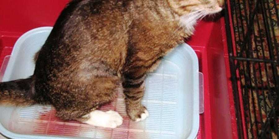 Диета при струвитном типе мочекаменной болезни у кошек