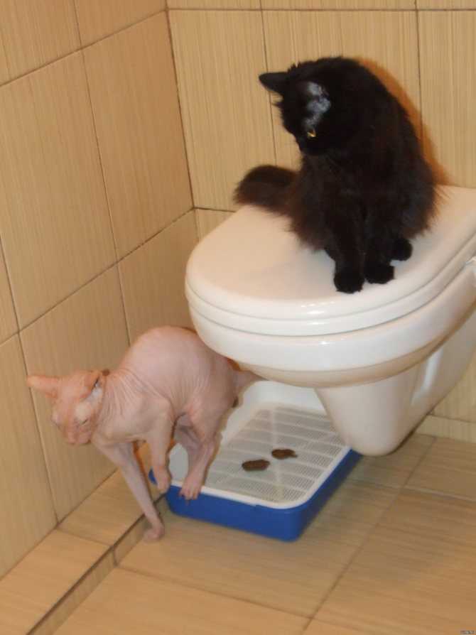 Кот мало ходит в туалет