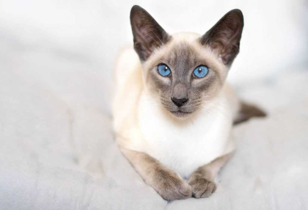 Тайская кошка: все о кошке, фото, описание породы, характер, цена