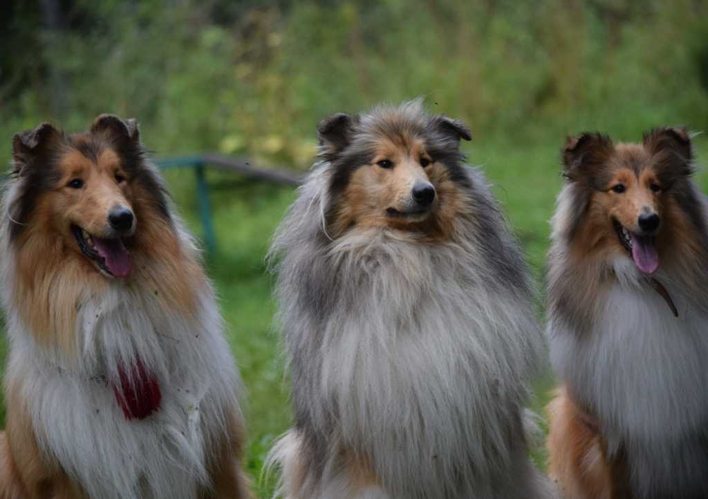 Порода собак шелти: фото, описание, уход, характер