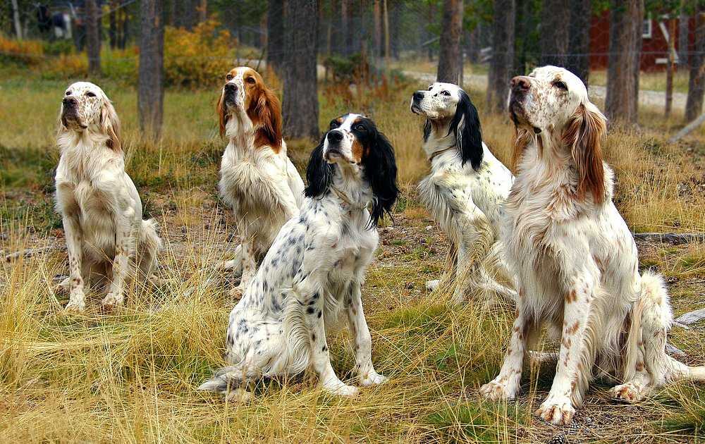 Ирландский сеттер: описание породы, характер собаки и щенка, фото, цена