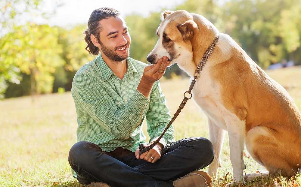 Как показать собаке, что ты главный: простые но верные действия