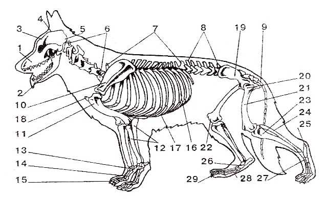 Изучите строение черепа млекопитающего. Строение скелета немецкой овчарки. Скелет собаки немецкой овчарки. Скелет собаки анатомия овчарки. Строение черепа овчарки.