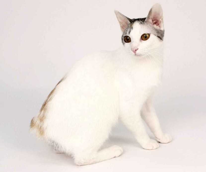 Порода кошек карельский бобтейл