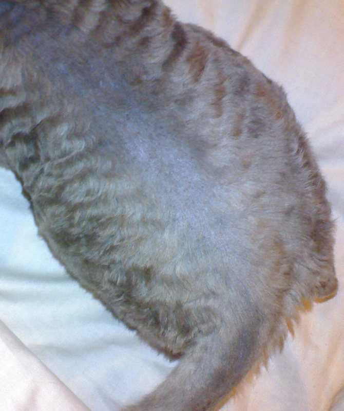 Сальный хвост у кота: причины и лечение (фото)