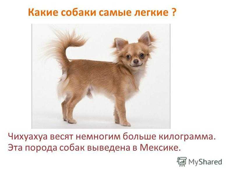 Чихуахуа собака. описание, особенности, уход и цена чихуахуа | sobakagav.ru