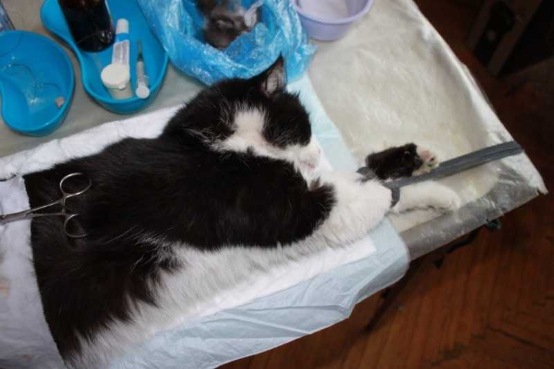 Сколько времени кошка после стерилизации отходит от наркоза, почему она долго остается вялой и много спит?