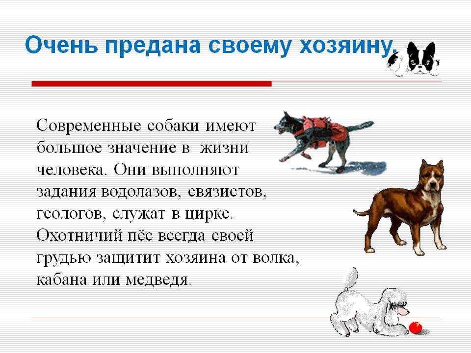 ᐉ как стать вожаком для своей собаки? - zoomanji.ru