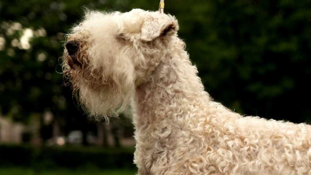 Ирландский мягкошёрстный пшеничный терьер: фото, характер и содержание, цена собаки