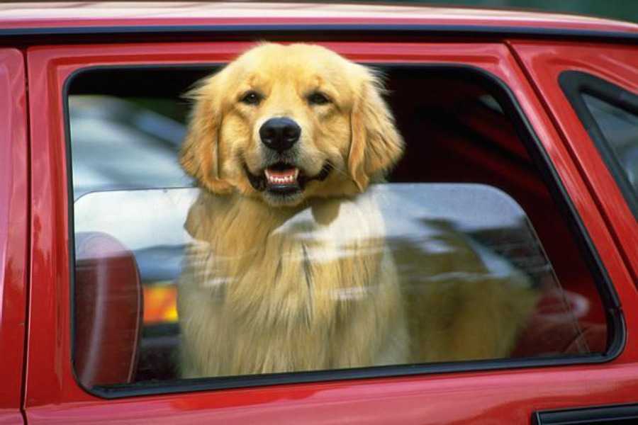 Собаку укачивает в машине: что делать