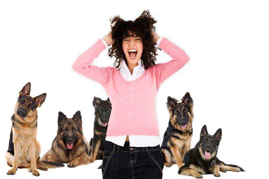 Как не бояться собак: инструкция, как побороть страх
