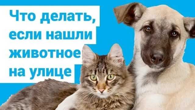 Petrieve - бесплатный сервис поиска пропавших и найденных кошек, собак и других домашних животных
