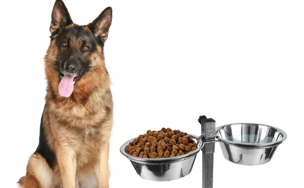 Сколько корма давать собаке в день: расчет суточной порции для взрослых животных и щенков, общие рекомендации, таблицы