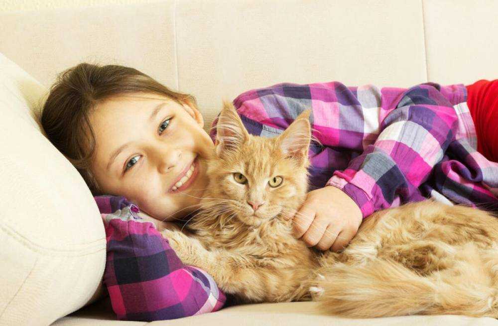 Какая порода кошек для детей лучше и почему: подборка с фото