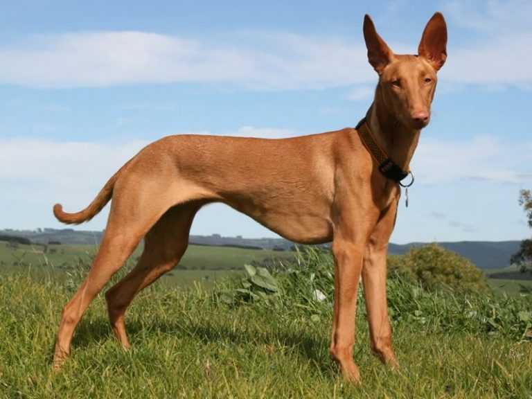 Фараонова собака — описание породы, цена и описание характера присущего собакам этой породы (125 фото + видео)