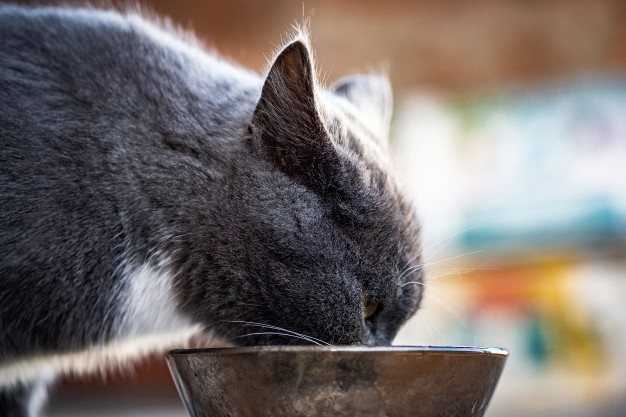 Можно ли кормить стерилизованных кошек вареной рыбой