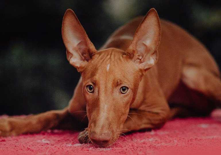 Фараонова собака: содержание дома, фото, купить, видео, цена