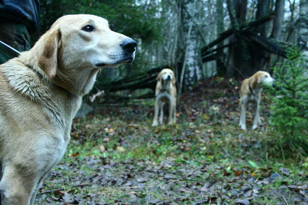 Русская пегая гончая – первоклассная охотничья собака