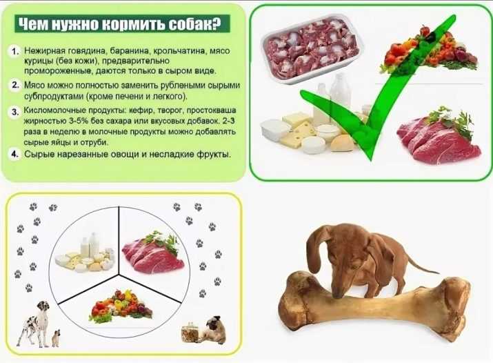 Чем кормить щенка: обзор лучших сухих кормов, нормы и правила питания малышей