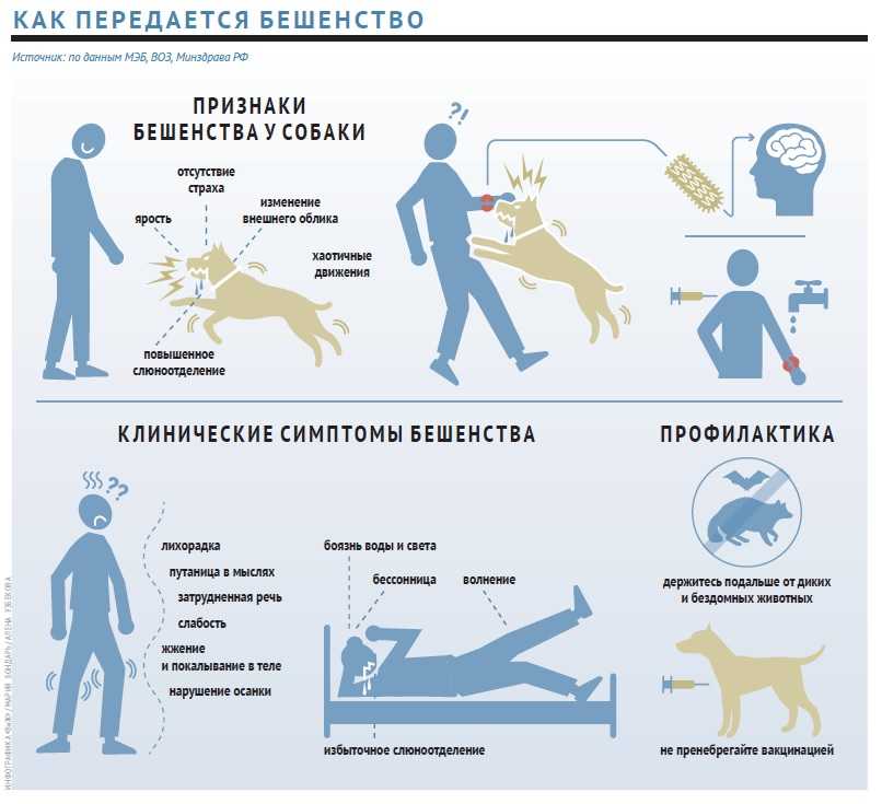 ᐉ как избавить собаку от пугливости - ➡ motildazoo.ru