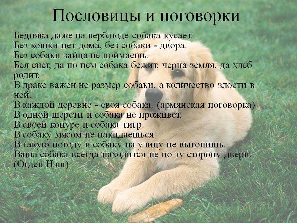 Жизнь собак текст