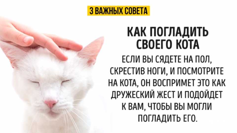 Почему нельзя обнимать кошек?