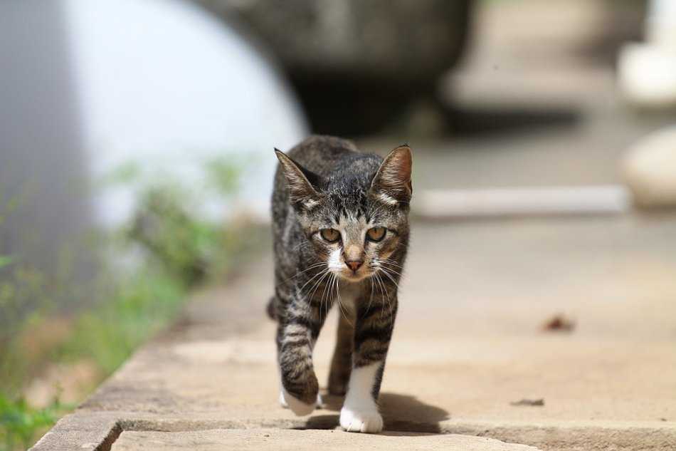 Почему кошки мурчат - причины и как они это делают - kotiko.ru