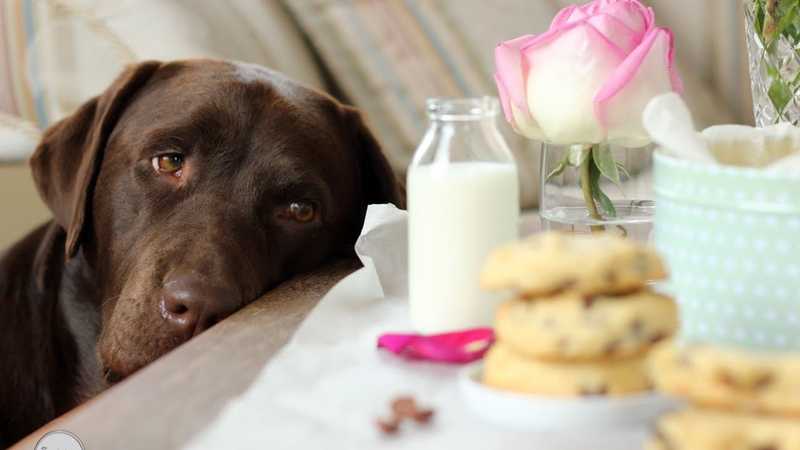 Можно ли сладкое собаке? какой вред может принести конфета?