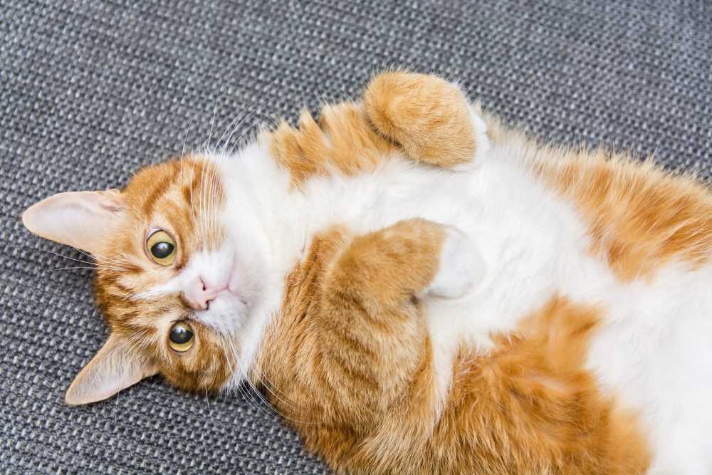 Чем привлекательны рыжие кошки, и почему с ними связано столько поверий - мир кошек