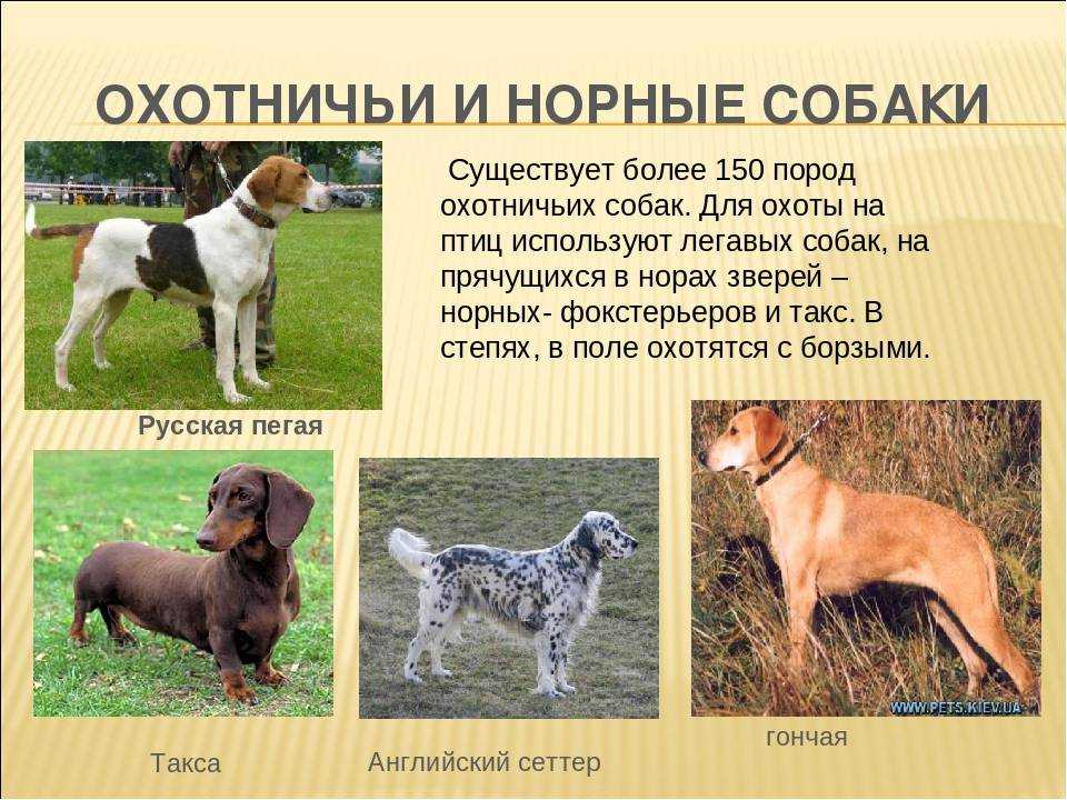 Легавые собаки: описание, особенности, популярные представители.