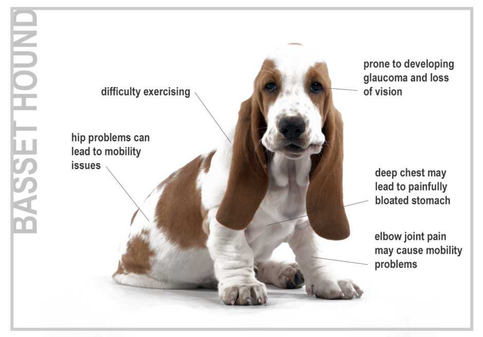 Норные породы: обзор и главные характеристики собак