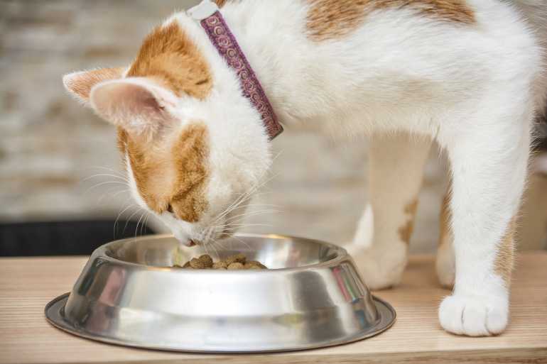 Можно ли кормить котенка только сухим кормом или только влажным?