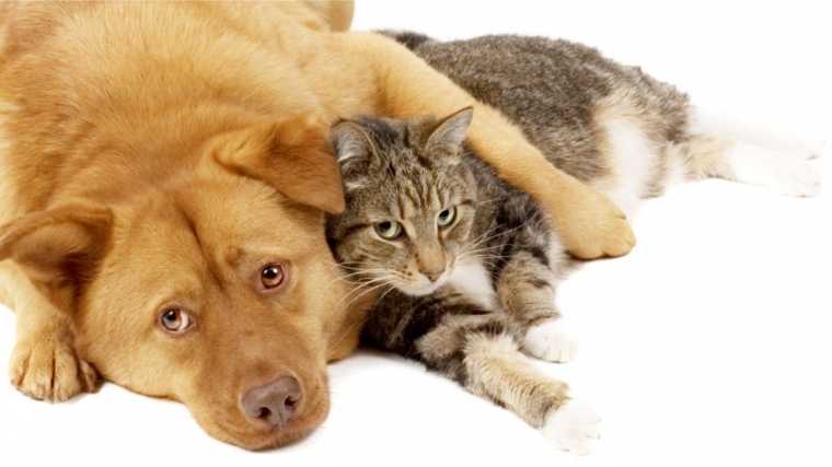 Как подружить кошку с собакой в одном доме или квартире: советы для владельцев по знакомству и обустройству быта домашних питомцев