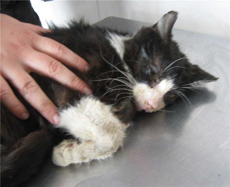 Травмы у кошек: признаки. симптомы, лечение, восстановление