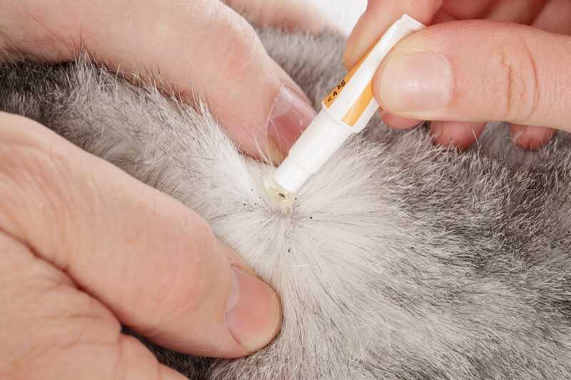 Как вывести блох у кошки: симптомы, медицинские препараты и народные средства