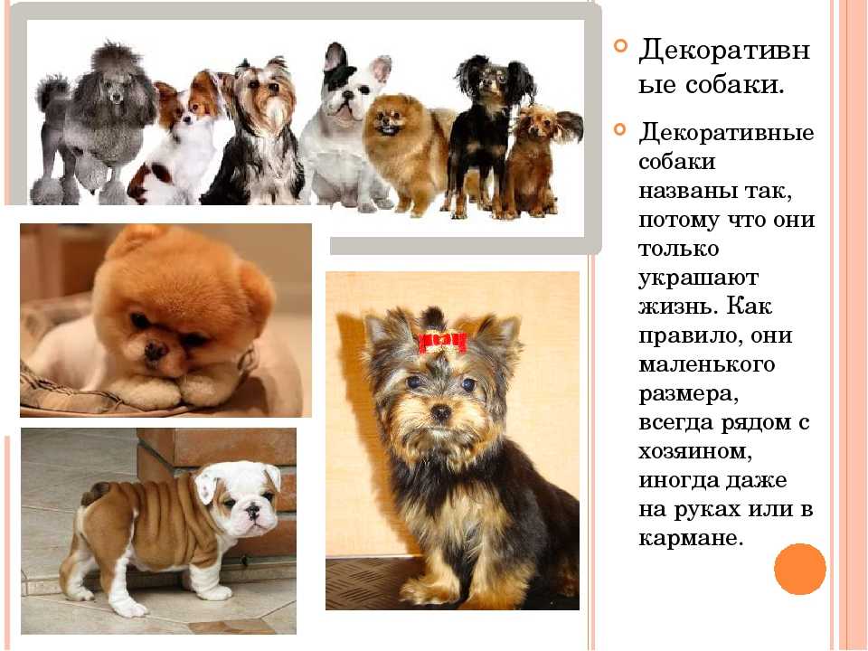 Породы собак маленькие с фото. самые популярные маленькие породы собак
