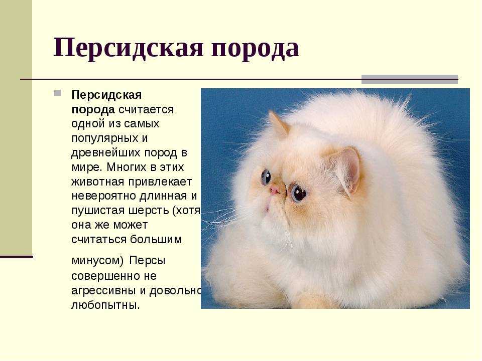 Серенгети (порода кошек): история возникновения и распространённые заболевания, сколько живет и чем питается (120 фото)