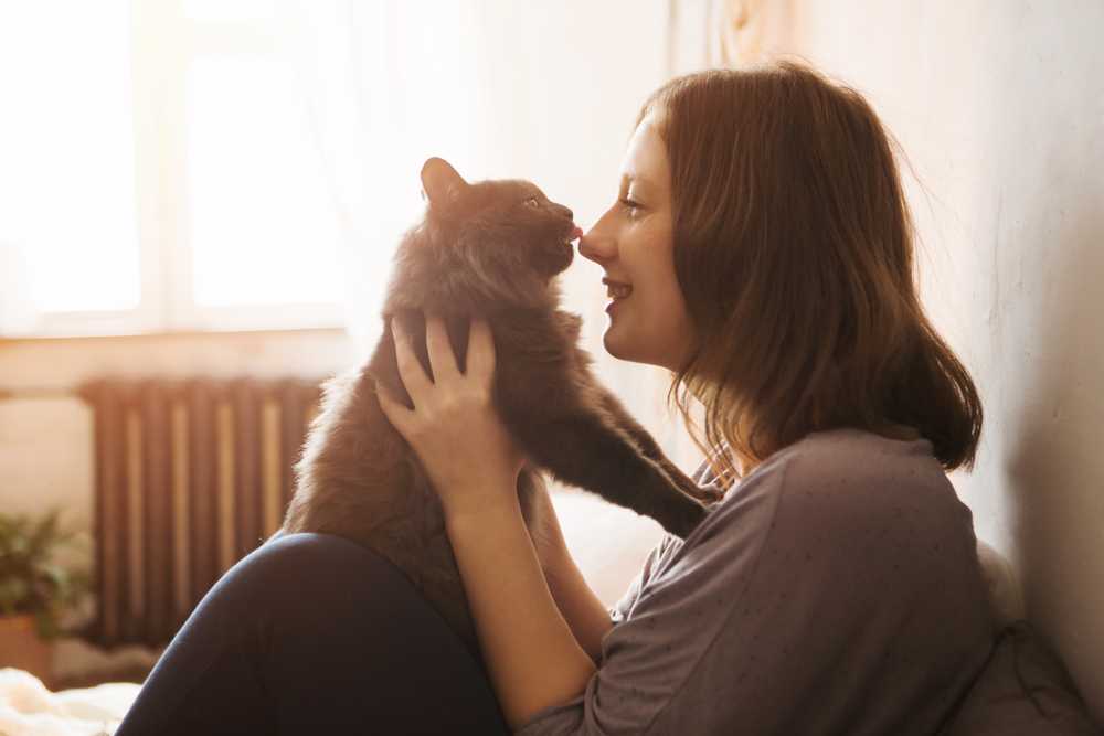 Любовь к кошкам и как понять, что кошка любит своих хозяев