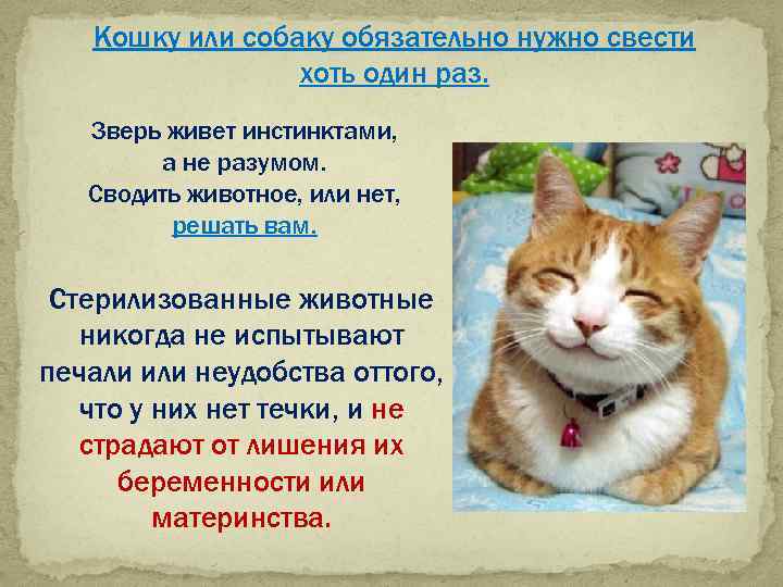 ᐉ как свести кота с кошкой первый раз – как заставить кошек спариваться? - zoomanji.ru