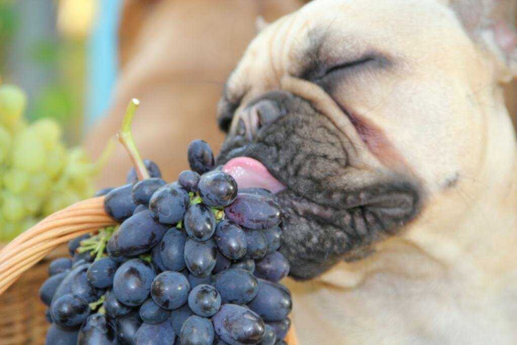 Отравление виноградом и изюмом
