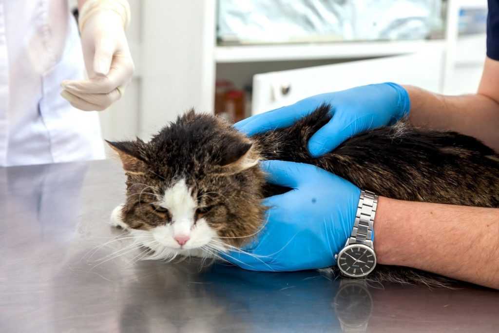 Кошачья чума. в чём опасность заболевания и как его обнаружить? | животные | общество | аиф челябинск