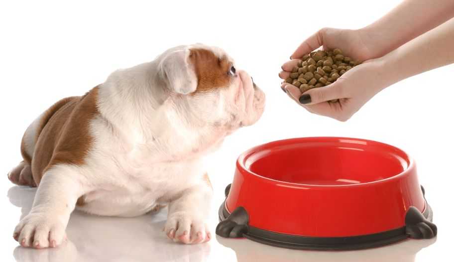 Как заставить собаку есть сухой корм