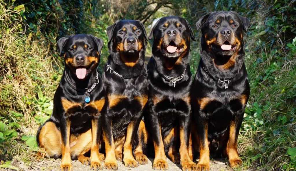 Сторожевые породы собак (48 фото): лучшие псы-сторожи для частного дома, собаки больших, маленьких и средних размеров с названиями и описанием