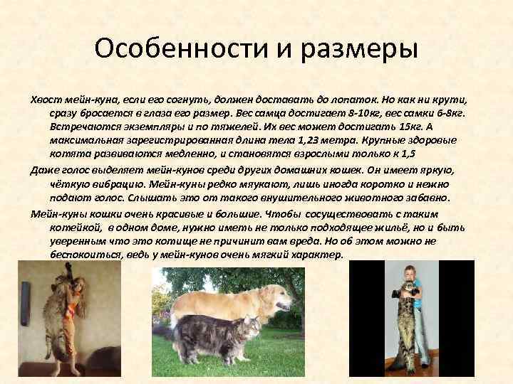 Мейн-кун (46 фото): описание породы больших котов, характеристика взрослых кошек и котят, плюсы и минусы домашних котиков, отзывы владельцев