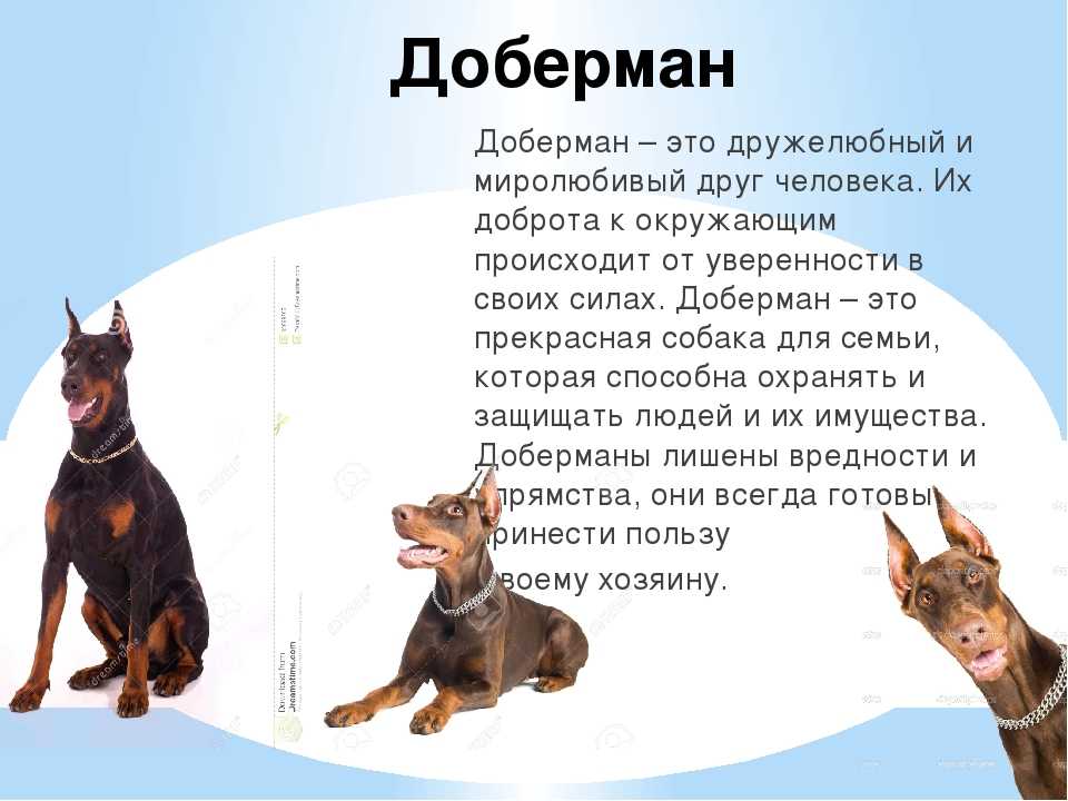 Доберман собака. описание, особенности, уход и цена добермана | sobakagav.ru