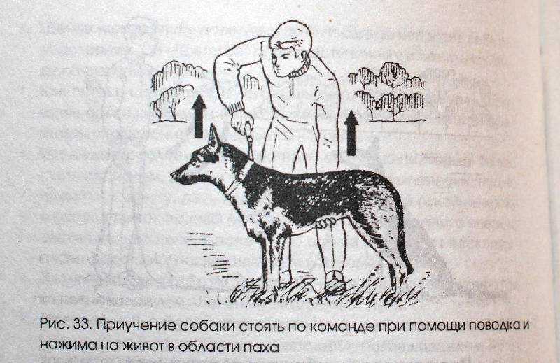 Кавказская овчарка: дрессировка и воспитание