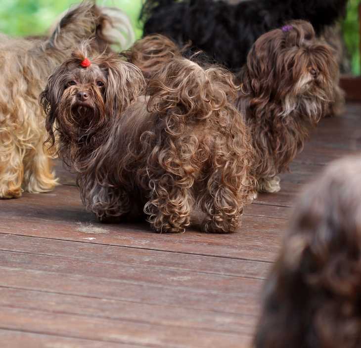Русская цветная болонка: фото и описание породы собак
русская цветная болонка: фото и описание породы собак